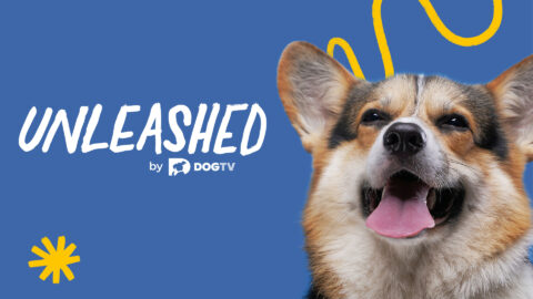 Unleashed by DOGTV